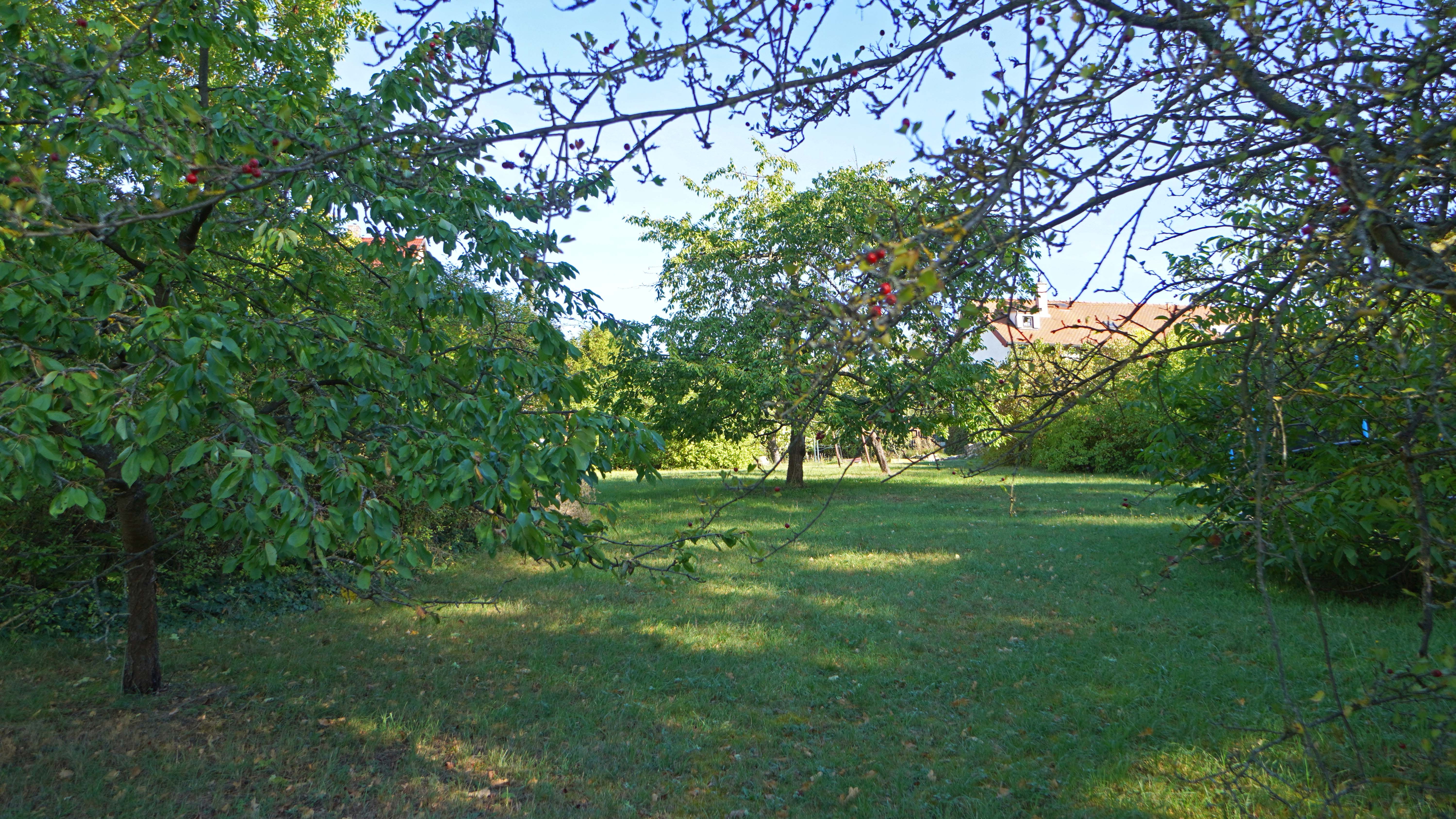 Foto - Blick vom unteren Teil des Grundstücks nach oben