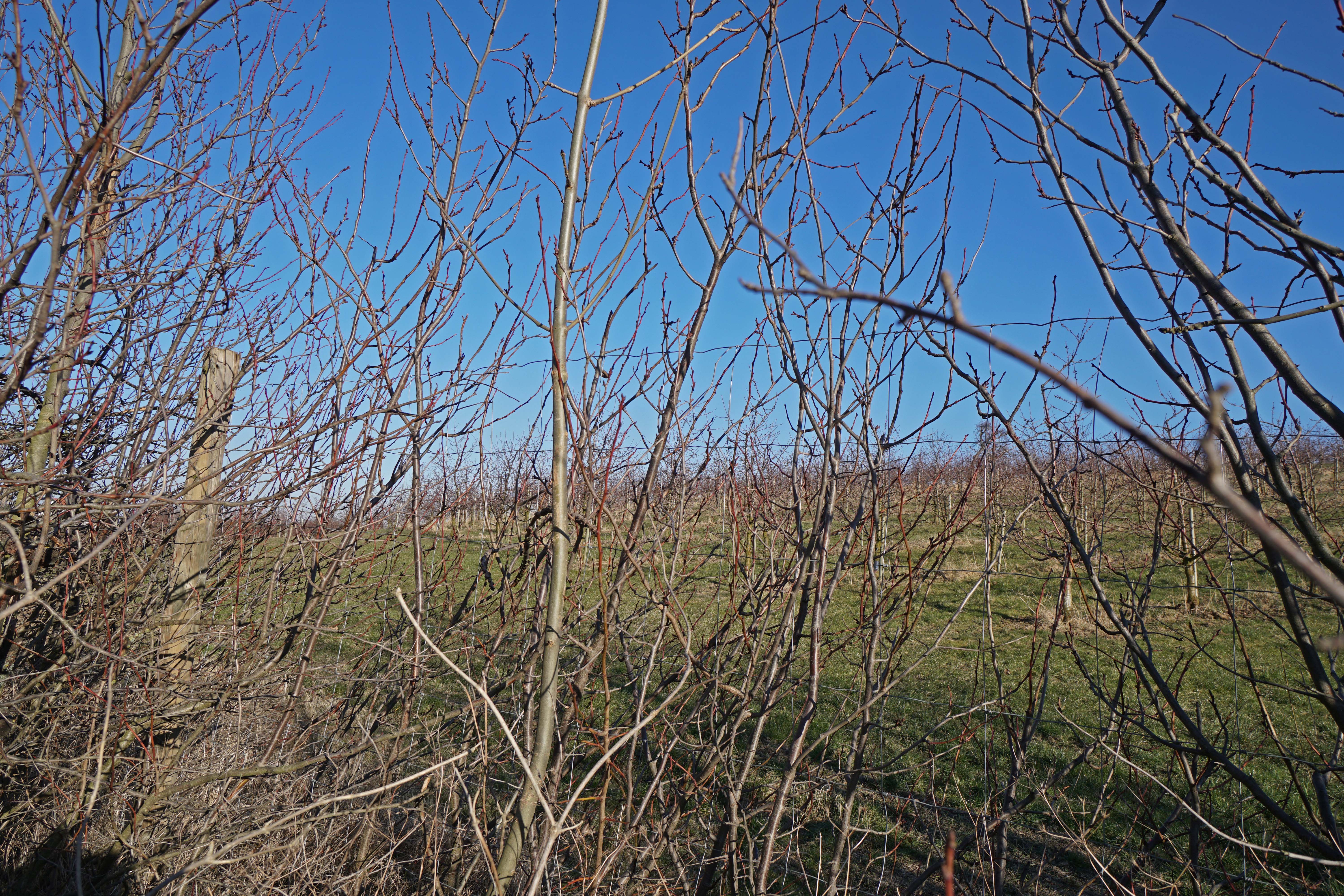 Die Apfelbaumplantagen direkt an der östlichen Grundstücksgrenze